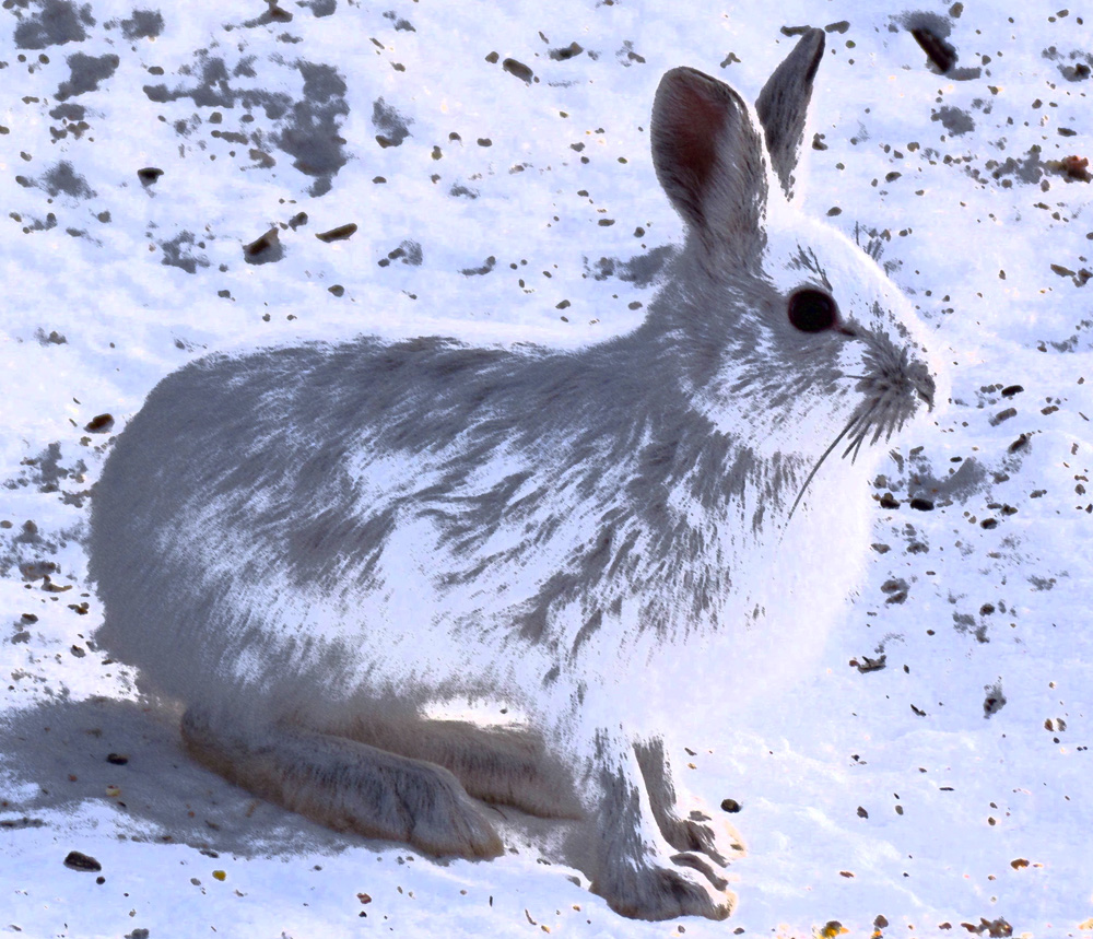 Flash tale of a snowshoe hare – ESSAYS